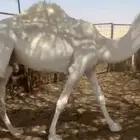 قعودين مفاريد عمارها من سنه. وشهرين تقريبا
