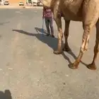 للبيع البعير الكفو