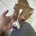 كلاب للتبني ذكر وانثى
