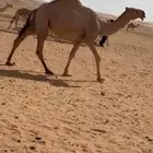 للبيع بكرة جذعه