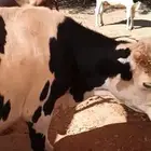 بقر للبيع مشروط هادي وحليب