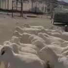 بهم طيبه تربيه حريات