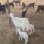 عرض شاه حريه متبع بثنين