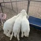 بهم حري تم البيع