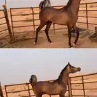 حصان شعبي