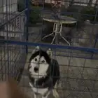 هاسكي انثى صارف