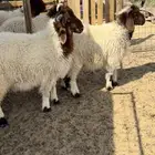 بهم صنف نعيم