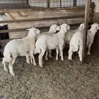 ذبايح بريه للبيع ويوجد تمارا