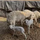 شياه مواليد جذعه وتامه ومشروطه