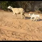 شاه حريه متوم ( تم البيع )