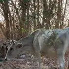 بقره للبيع