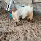 فحل عارضي اصفر خصم الخصم تممم البيع