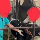 عجل هولندي فاخر عمره ثلاثة شهور