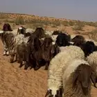 جذعات منوة القناي مراح طيب العدد 26