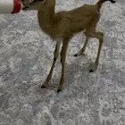 غازلان ذكور عفري اليفه