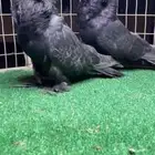 جوزين بلجيكي