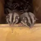 شوقر قلايدر