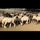 جذعات مقنوي مراح واحد