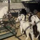 معزا للبيع طيبه