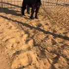 للبيع جفار عوارض صنف