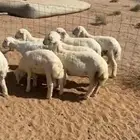 بهم هرافى للبيع العمر ثلاث شهور وطالع