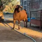 تيس فحل ادهم كلهاري