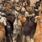 قروب حلال مستورد