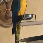 بغباء