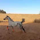 فرس شعبيه