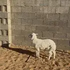 خروف حري عمره شهرين ونص