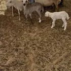 شياه رفيديات مواليد