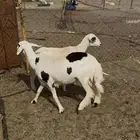 للبيع شياه ربع الرفيديه دافع والحريه حايل