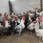 عدد 250 ديك فيرمي للبيع