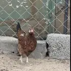 دجاجة عربية افرق