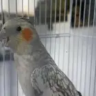 كروان للبيع
