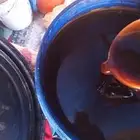 عسل طلحة الشمال جديد مضمون ومشروط بالزبه (16) كيلو