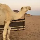 للبيع بعير أوضح ساسه على ابن شويه البعير طيب