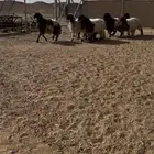 رخال نعيم جبره ومغلقه شرط