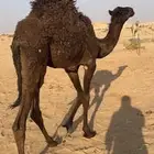 قعودين كفو اعمارها 10 شهور