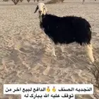 شاه نجديه صنف دافع