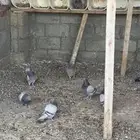 حمام فرنسي سلفر