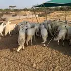 سواكن ابيض مرباه اكثر من اربع اشهر نضيفه على الشرط