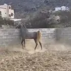 حصان شعبي