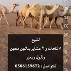 للبيع نياق