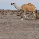 للبيع البكره الثنيه الباتليه