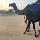 خلفات للبيع مجاهيم  وصفراء طيبه تحتها بكره ومناح طيب