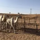 ضرايب للبيع شمال الجلة