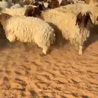للبيع خرفان نعيم ونجد فاخررر