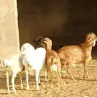 برابر مواليد الديره
