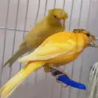 كناري